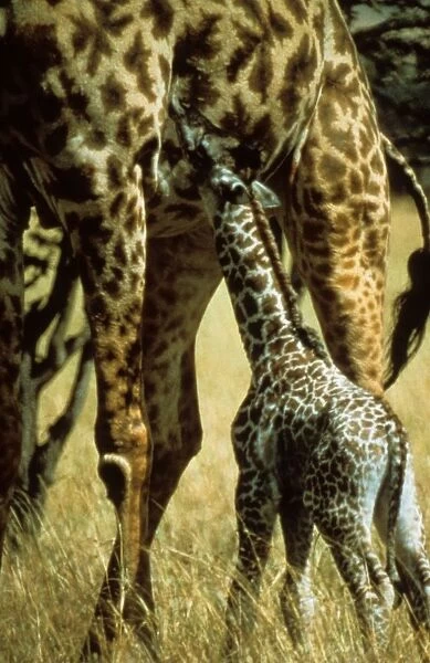 Giraffe. Kenya