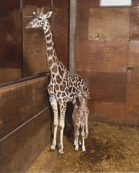 Giraffe mother with baby (Giraffa camelopardalis) standing together in stable, front view