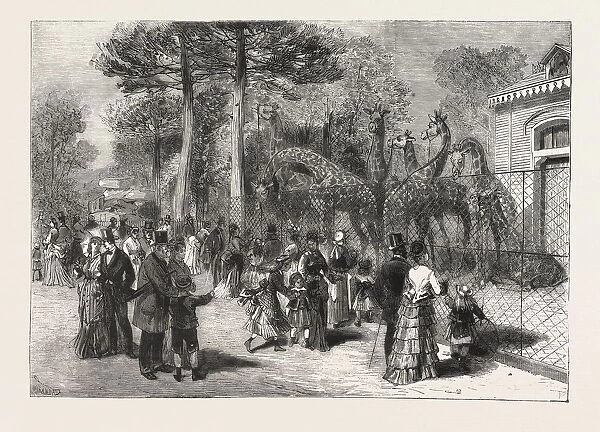 The Giraffes in the Jardin D acclimatation, Paris, France, Engraving 1876