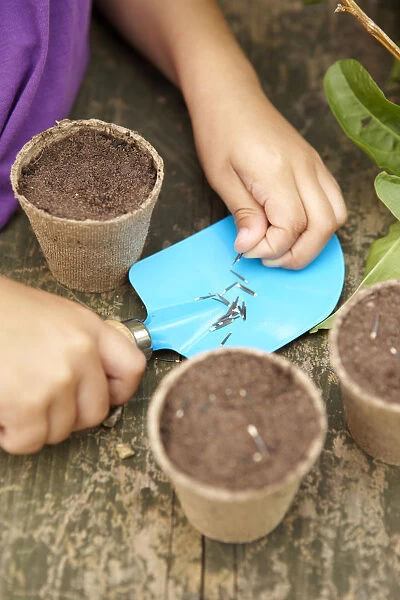 Girls hands planting long, thin seeds in small plant pots
