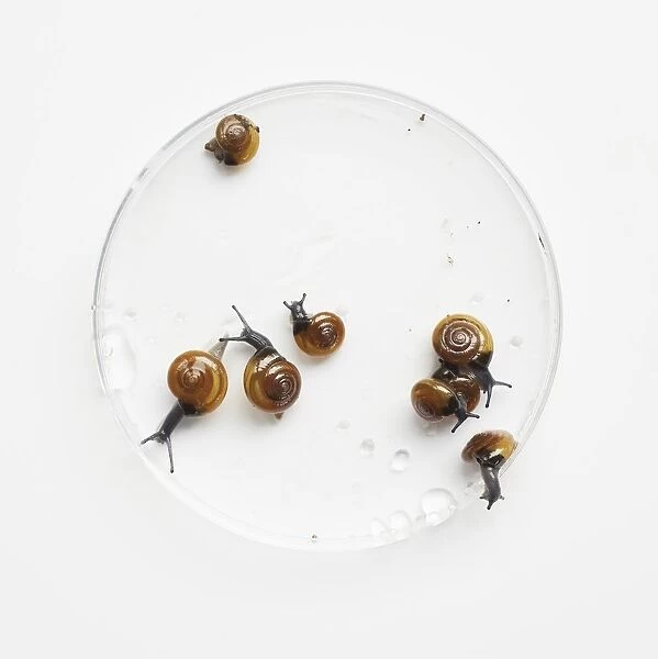 Glass snails (Oxychilus sp. ) on petri dish