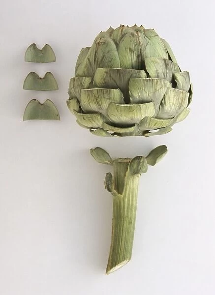 Globe Artichoke (Cynara cardunculus) with head separated from stem and leaves