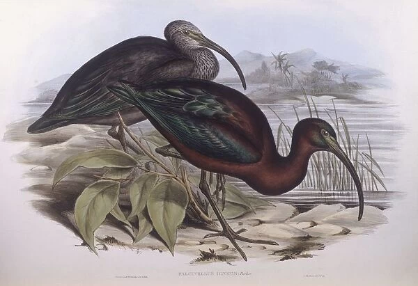 Glossy ibis (Plegadis falcinellus), Engraving by John Gould