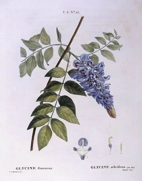 Glycine (Glycine frutescens), Henry Louis Duhamel du Monceau, botanical plate by Pierre Joseph Redoute