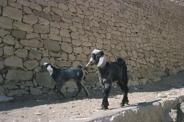 Two goat kids walking down a dust track next to wall, at Thebes-Luxor, Egypt