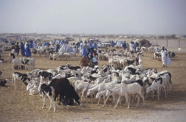 Goat Market in Africa