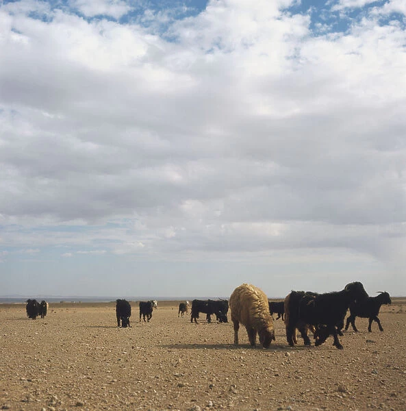 Goats and sheep grazing in the Jordanian desert