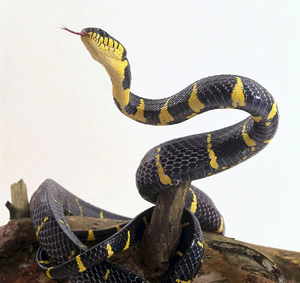 Gold-ringed Cat Snake (Boiga dendrophila) coiled over log, upper body raised up and tongue out