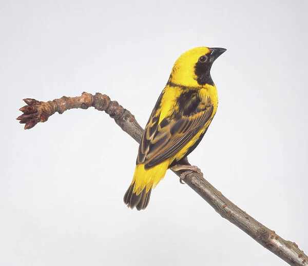 Golden bishop (Euplectes afer), yellow and black bird on a branch, side view