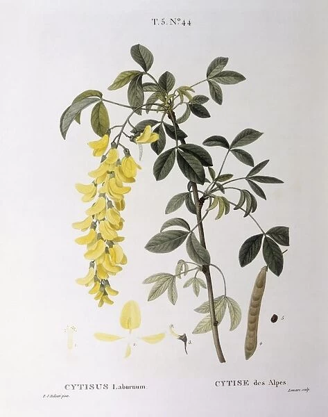 Golden Chain (Cytisus laburnum), Henry Louis Duhamel du Monceau, botanical plate by Pierre Joseph Redoute