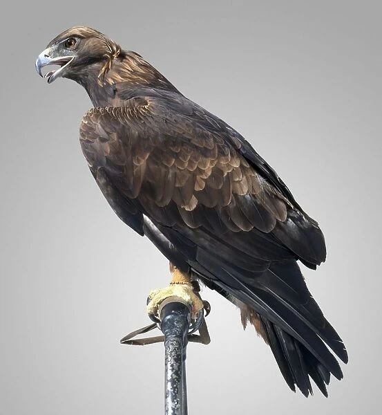 Golden Eagle (Aquila chrysaetos) perching on metal bar