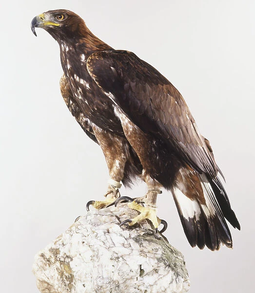Golden eagle (Aquila chrysaetos) standing on a rock