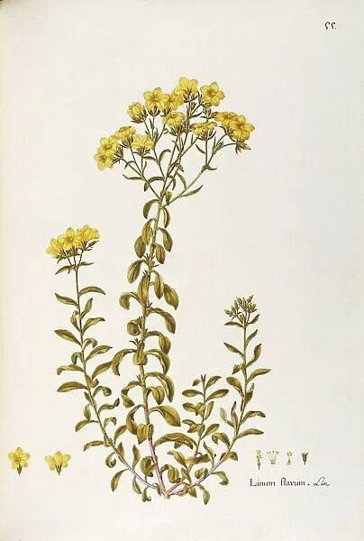Golden Flax (Linum flavum), Linaceae, herbaceous perennial plant for rocky gardens, spontaneous in Italy, watercolor, 1802-1806