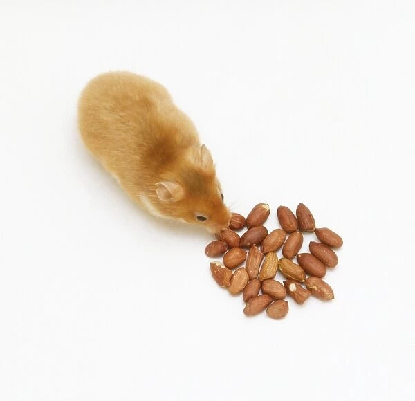 Golden Hamster (Cricetus cricetus) feeding on pile of nuts, view from above