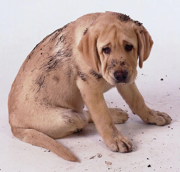 Golden labrador puppy covered in mud sitting down with head bent forwards