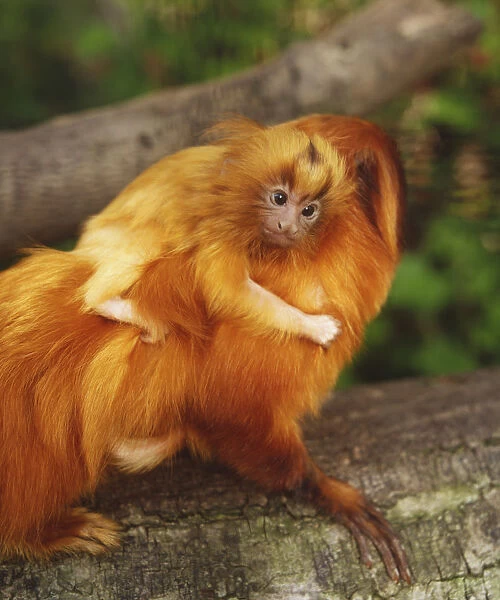 Golden Lion Tamarins, leontopithecus rosalia, adult carrying baby on its back perched on tree branch, side view