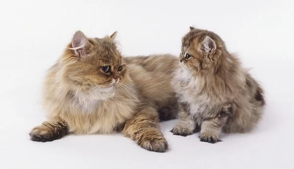 Golden Persian Longhair Cats (Felis catus), mother and kitten, side by side looking at each other
