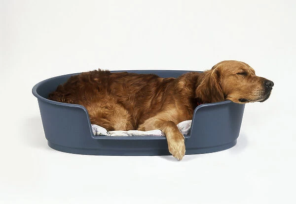 Golden Retriever asleep in dog bed, side view
