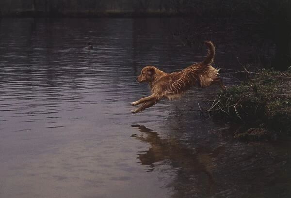 Golden Retriever (Canis familiaris) jumping into a lake, side view