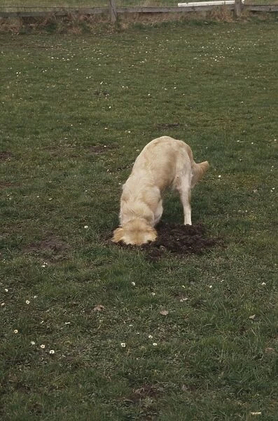 Golden Retriever dog digging hole in lawn