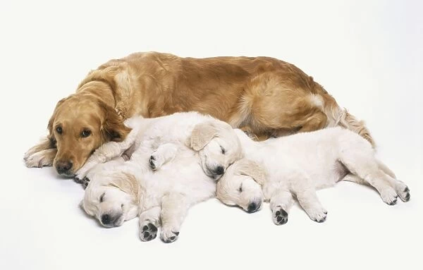 Three Golden Retriever puppies asleep with their backs against their mother