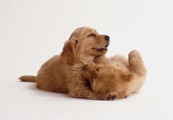 Two Golden Retriever puppies play-fighting