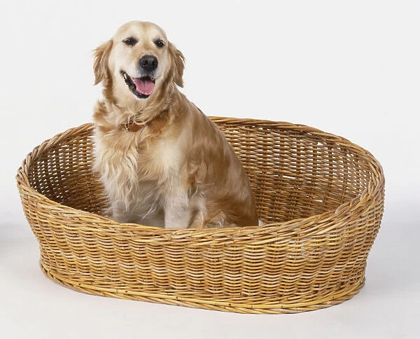 Two Golden retrievers in their baskets
