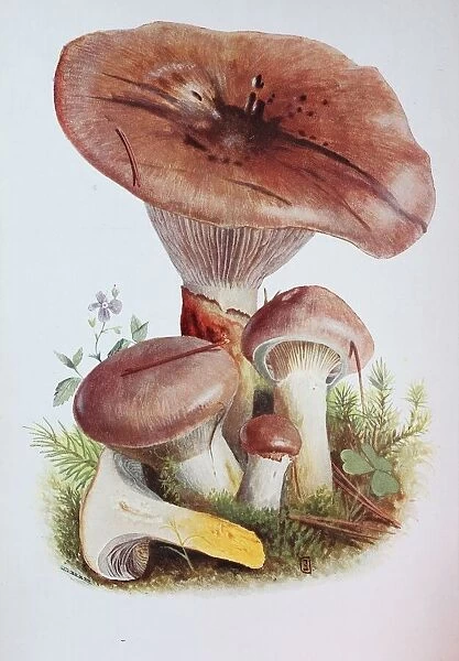 Gomphidius glutinosus, commonly known as the slimy spike-cap, is a gilled mushroom found in Europe & North America, digital reproduction of an ilustration of Emil Doerstling (1859-1940)