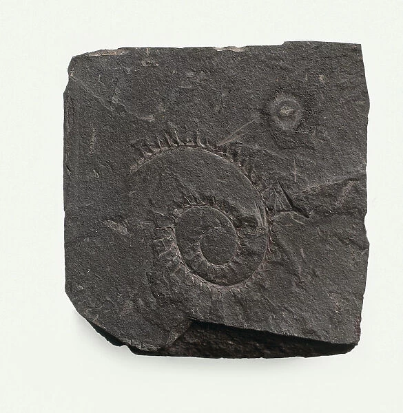 Graptolite - Monograptus: Spiral shape on black rock