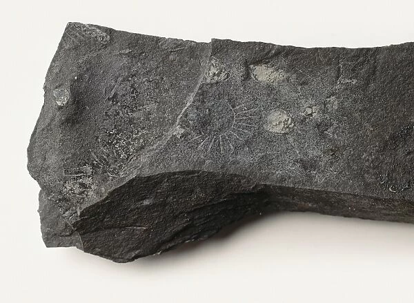 Graptolite - Rastrites: Grey  /  black rock