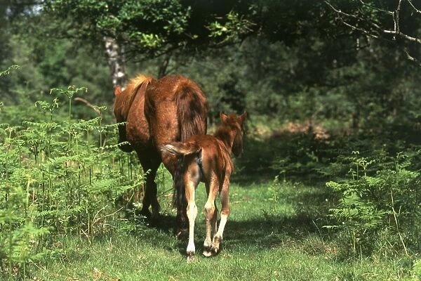 Great Britain, England, Hampshire, wild pony and foal roaming in the New Forest