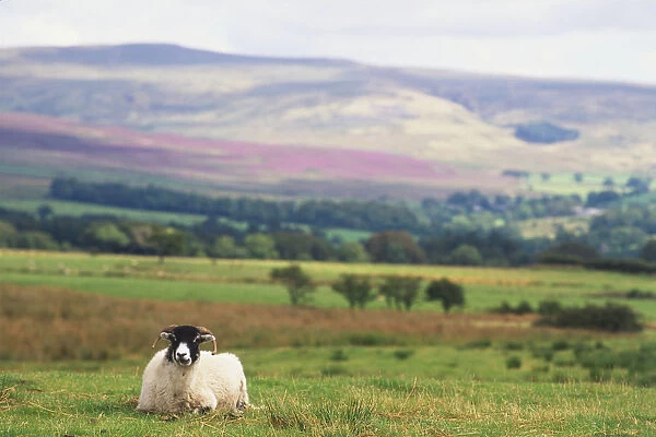 Great Britain, England, Pennines, colourful moorland landscape with single sheep in foreground, looking at camera