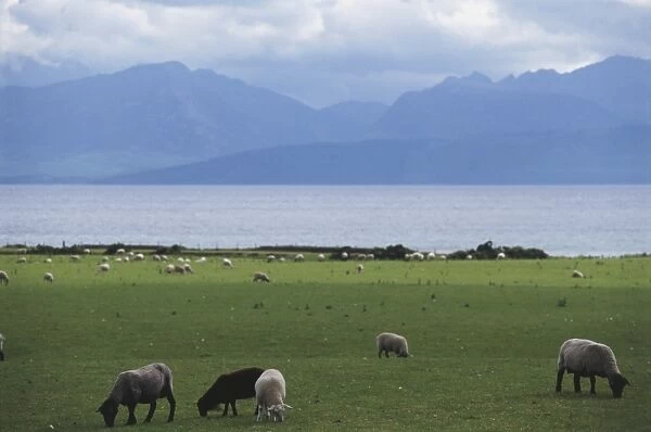Great Britain, Scotland, Island of Bute, grazing sheep with sea and mountains in background