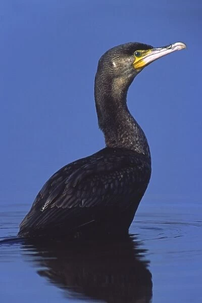 Great Cormorant. Phalacrocorax Carbo