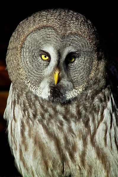 Great Grey Owl Or Lapland Owl. Strix Nebulosa