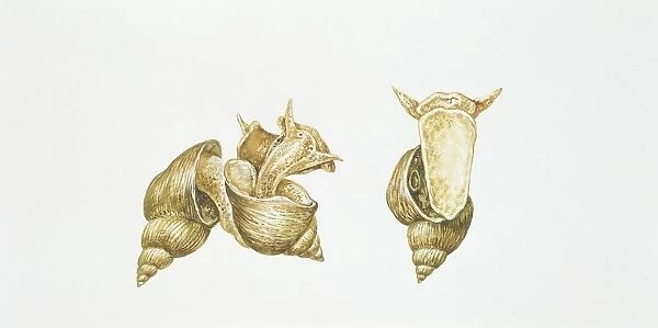 Great pond snail (Lymnaea stagnalis), illustration