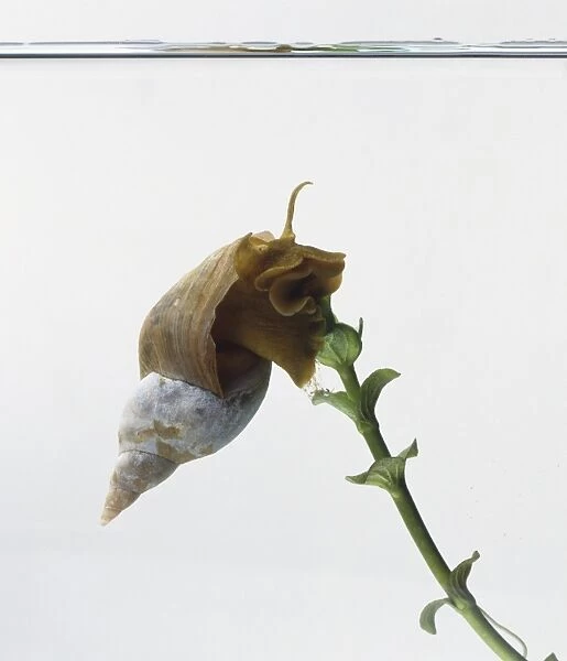 Great Pond Snail (Lymnaeidae) clinging to plant stem, side view