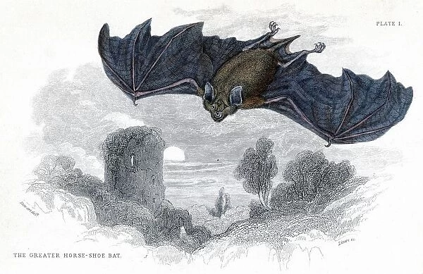 Greater Horseshoe Bat (Rhinolophus ferrum - equinum)