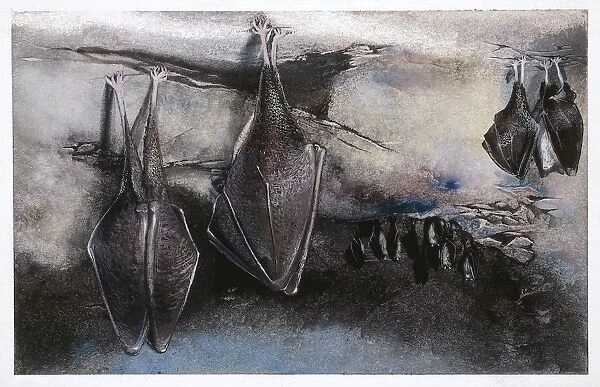 Greater Horseshoe (Bat Rhinolophus ferrumequinum), illustration
