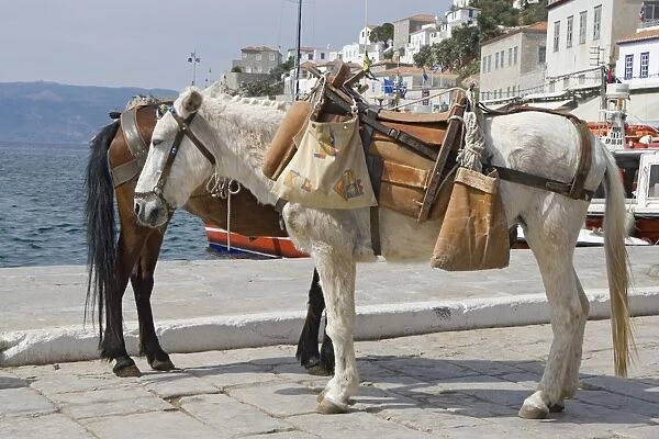 Greece, Saronic Islands, Hydra island, Hydra Port, two mules on promenade