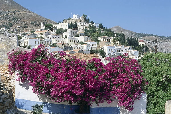 Greece, Symi, Chorio, pastel-coloured houses on the hillside overlooking Symis harbour, pink-flowered bush in foreground