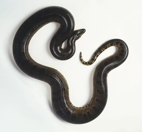 A Green Anaconda (Eunectes murinus) curled up, view from above