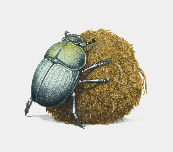 A green beetle with a large pile of dung