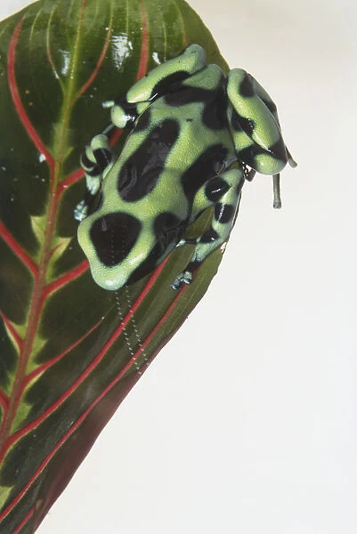 Green and black Dyeing Dart Frog (Dendrobates tinctorius) perched on leaf, view from above