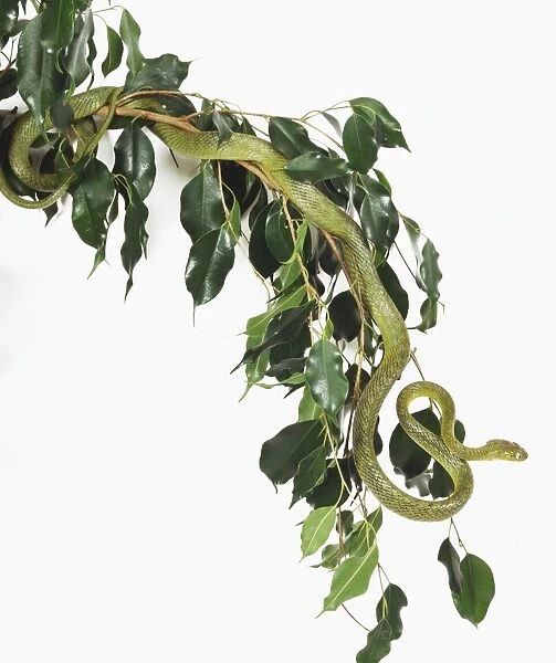 Green cat snake, Boiga cyanea, camouflaged in tree