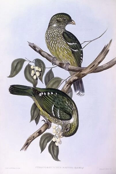 Green catbird (Ailuroedus crassirostris), Engraving by John Gould