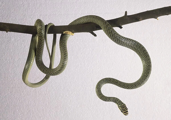 A green coloured snake coiled around a tree branch