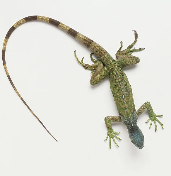 Green Iguana (Iguana iguana), a lizard, green body, long green-black striped, tapering tail, view from above