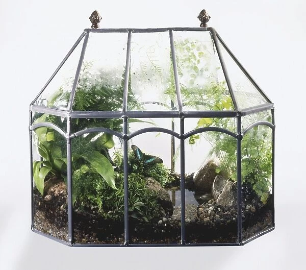 Green plants and butterfly in glass terrarium, close up