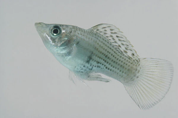 Green Sailfin Molly (Poeciliidae), blue-grey fish covered with black spots, and large caudal fin
